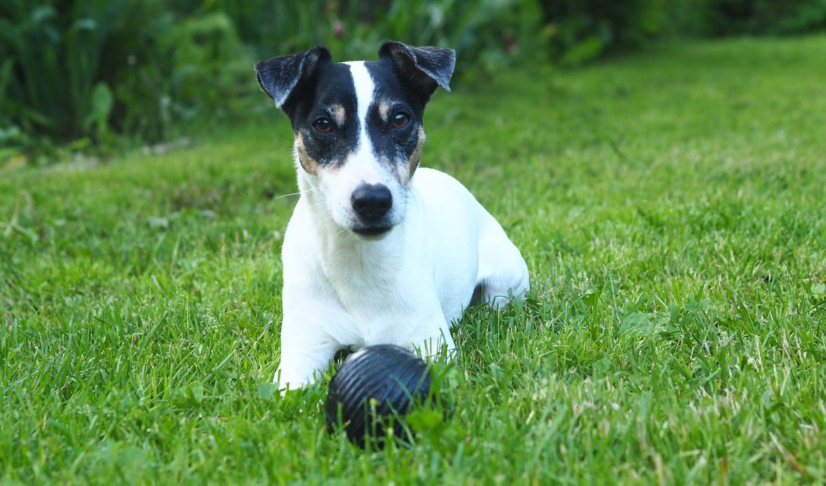 Kiugró térdkalács (patellaris luxus) kutyáknál: tünetek és kezelési lehetőségek